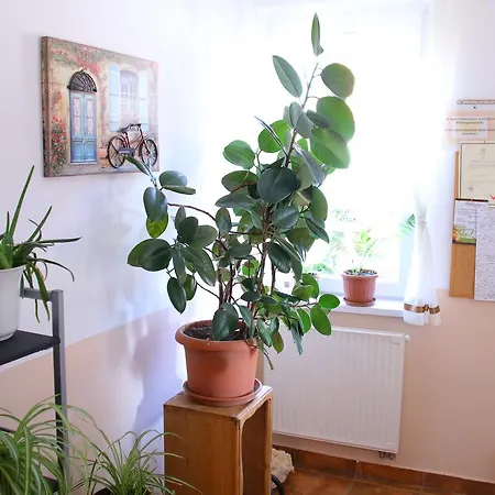 Barki Apartman * Bük